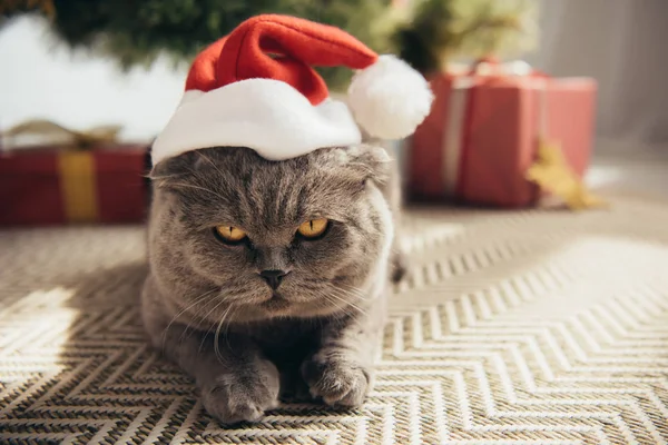 Gris escocés plegable gato en santa sombrero acostado bajo árbol de navidad - foto de stock