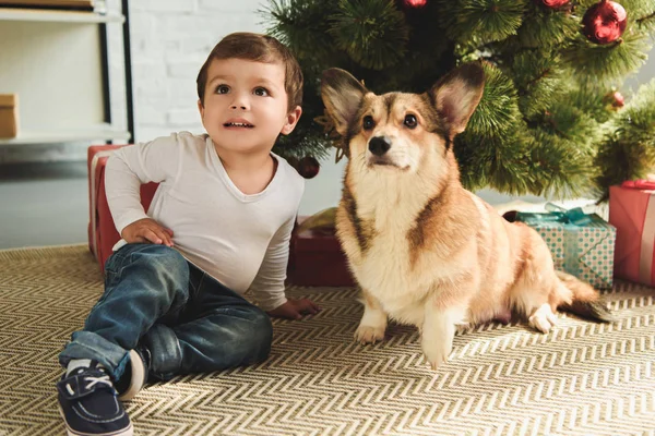 Ребенок и валлийский корги собака сидит под елкой — стоковое фото