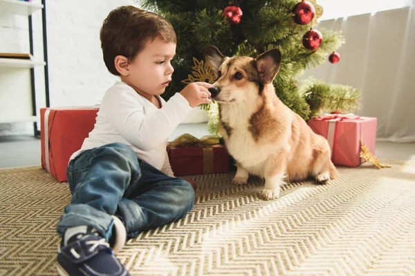 Boy playing with dog sitting under christmas tree — Stock Photo
