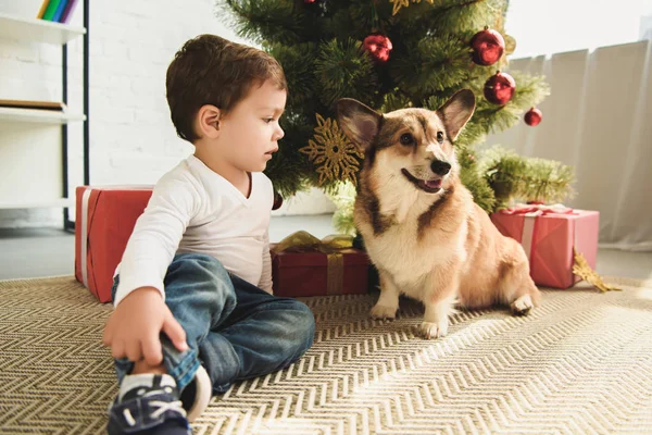 Мальчик и валлийская собака корги сидят под елкой — стоковое фото