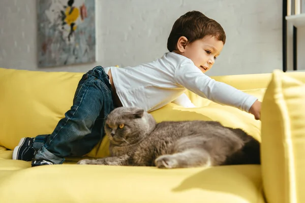 Малыш играет на желтом диване со шотландской складной кошкой — стоковое фото