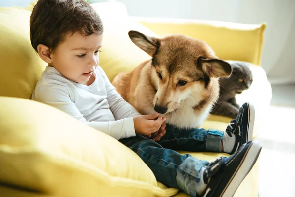 Очаровательный мальчик сидит на диване с кошкой и собакой — стоковое фото