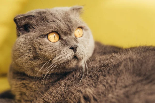 Chat écossais moelleux gris pliant sur jaune — Photo de stock