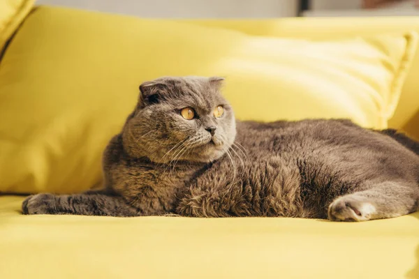 Серый шотландский складной кот на желтом диване дома — стоковое фото