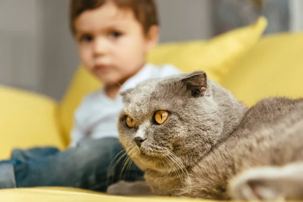 Selective focus of scottish fold cat and kid at home — Stock Photo