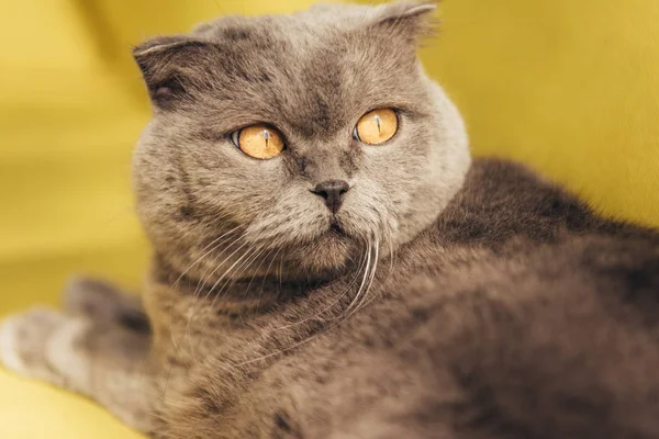 Primer plano de gris peludo escocés plegable gato - foto de stock
