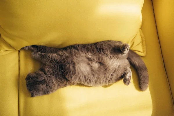 Серый шотландский складной кот спит дома на желтом диване — стоковое фото