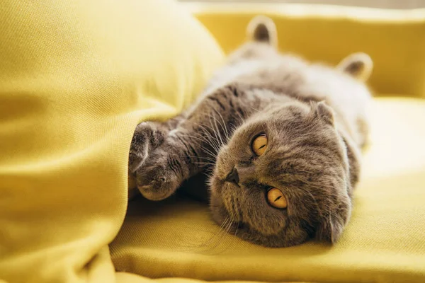 Cute scottish fold cat lying on yellow sofa at home — Stock Photo