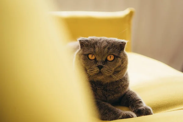 Fofo escocês dobra gato no sofá amarelo em casa — Fotografia de Stock