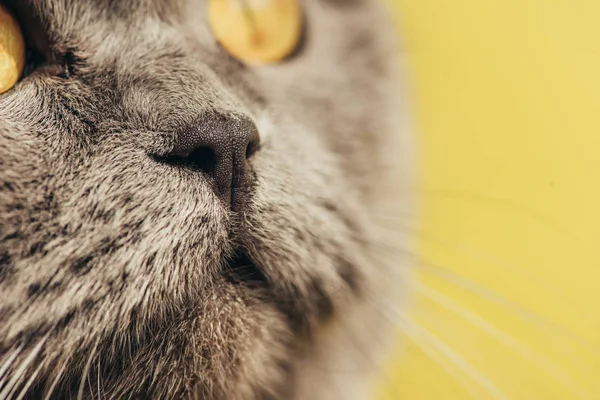 Nahaufnahme der Nase an süßer schottischer Faltkatze — Stockfoto