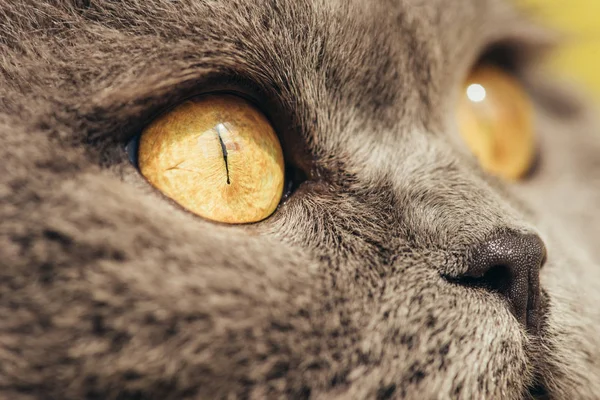 Gros plan du chat écossais gris plié aux yeux jaunes — Photo de stock