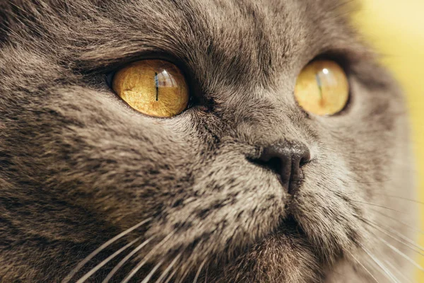 Nahaufnahme einer pelzigen schottischen Faltkatze mit gelben Augen — Stockfoto