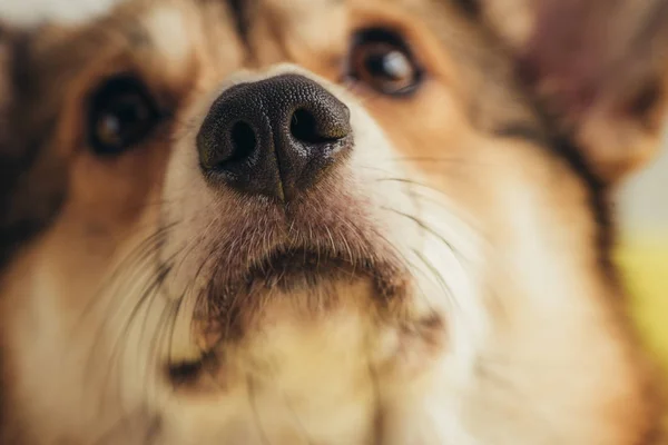 Perto do nariz do cão de corgi galês pembroke — Fotografia de Stock