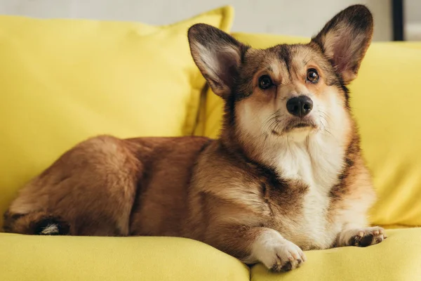 Niedliche pelzige pembroke walisische Corgi Hund sitzt auf gelbem Sofa — Stockfoto