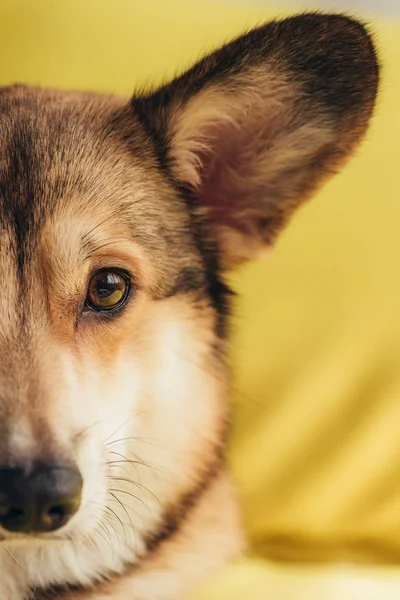 Primer plano de perro corgi galés pembroke sentado en amarillo - foto de stock