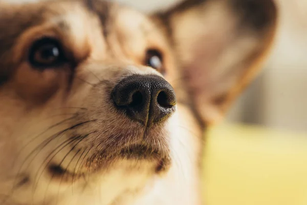Primer plano de la nariz de lindo perro corgi galés - foto de stock