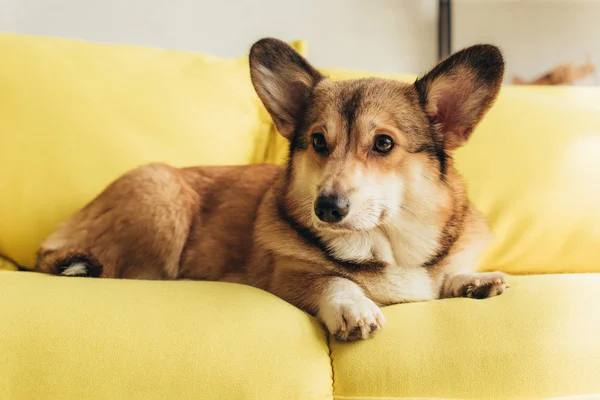 Bonito galês corgi cão deitado no sofá amarelo — Fotografia de Stock