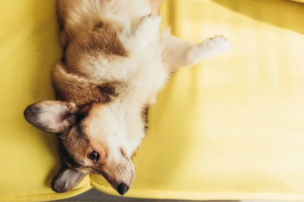 Friendly pembroke welsh corgi dog lying on sofa — Stock Photo