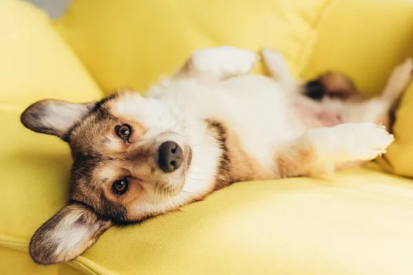 Amigável galês corgi cão deitado no sofá amarelo — Fotografia de Stock