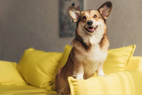 Peludo galés corgi perro sentado en amarillo sofá - foto de stock