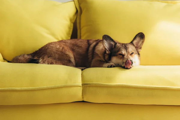 Funny welsh corgi dog licking nose on yellow sofa — Stock Photo