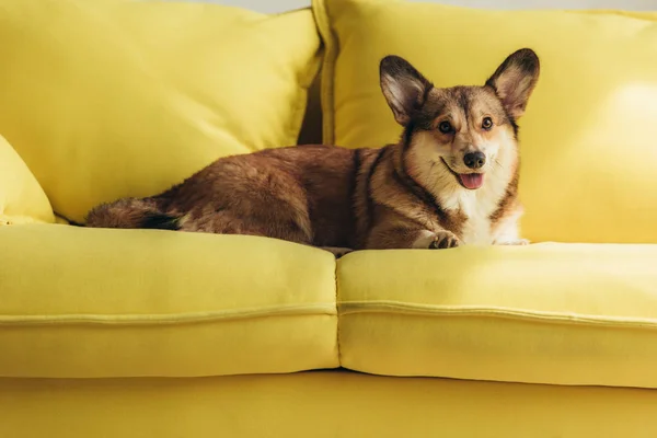 Cute welsh corgi dog lying on yellow sofa — Stock Photo