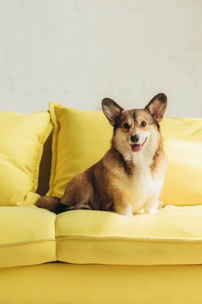 Funny pembroke welsh corgi dog sitting on yellow sofa — Stock Photo