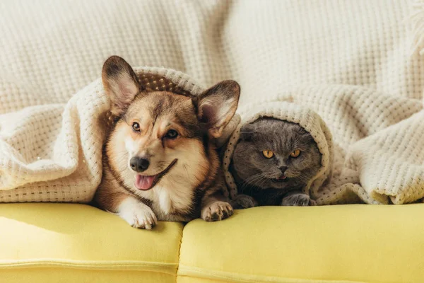 Funny pets lying under blanket on sofa — Stock Photo