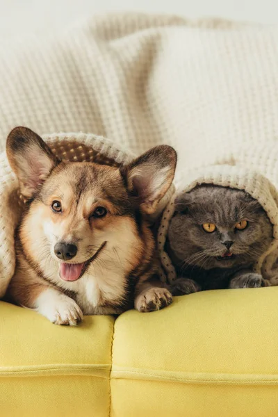 Funny pets lying together under plaid on sofa — Stock Photo