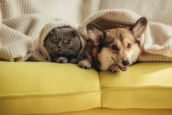 Gato e cão deitado juntos sob cobertor no sofá — Fotografia de Stock