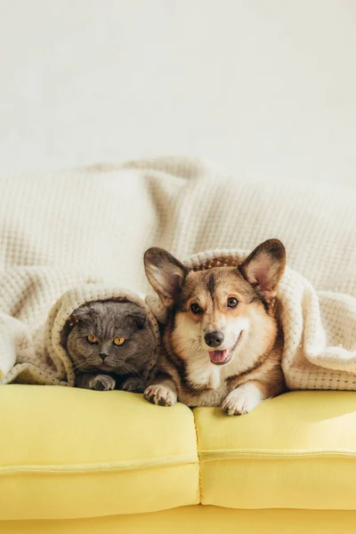 Mignon chien corgi gallois et chat couché sous la couverture sur le canapé — Photo de stock