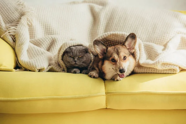 Cute scottish fold cat and welsh corgi dog lying under blanket on sofa — Stock Photo