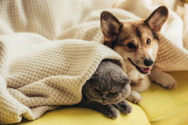 Divertido escocés plegable gato y galés corgi perro acostado debajo de manta en sofá - foto de stock