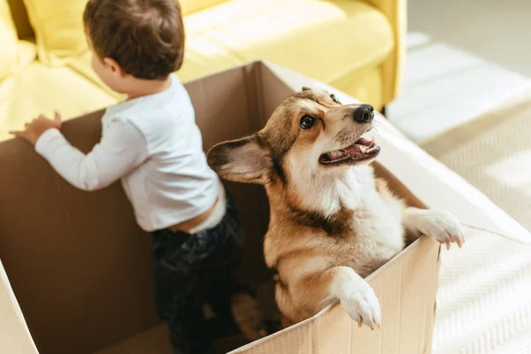 Menino brincando com galês corgi cão em caixa de papelão — Fotografia de Stock