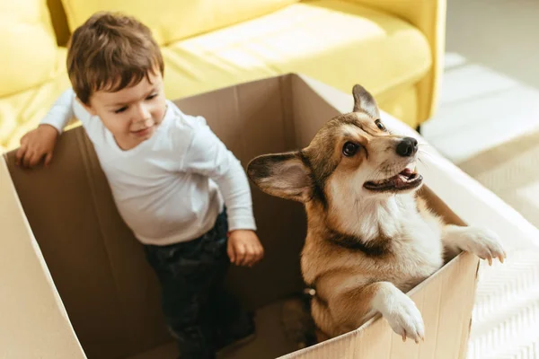 Очаровательный мальчик играет с собакой в картонной коробке — стоковое фото