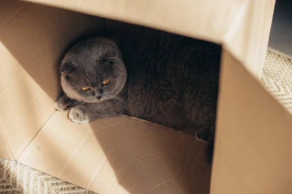 Cute grey scottish fold cat in cardboard box at home — Stock Photo