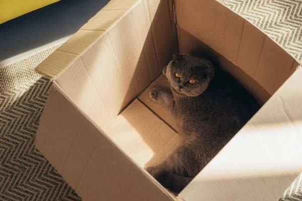 Cute fluffy scottish fold cat in cardboard box — Stock Photo