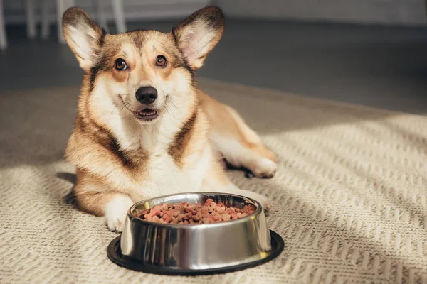 Pembroke Welsh Corgi lying on floor with bowl full of dog food — Stock Photo