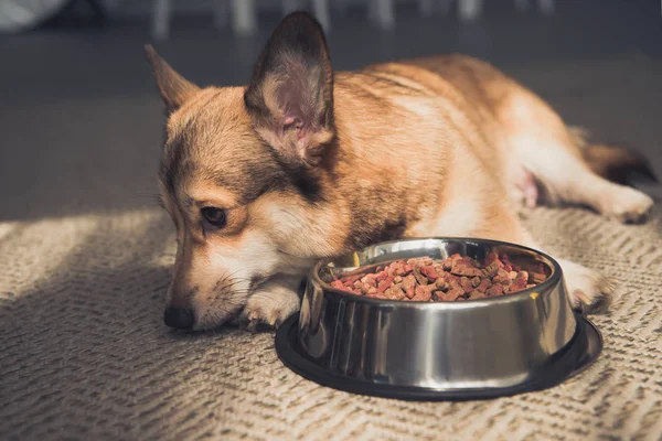 Pembroke Welsh Corgi lying on floor near bowl full of dog food at home — Stock Photo