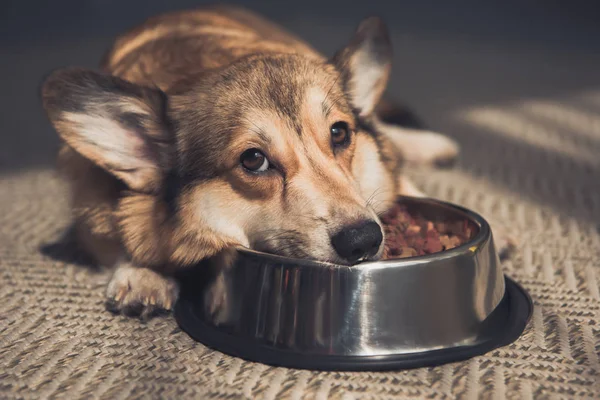 Sad Pembroke Welsh Corgi lying on bowl full of dog food — Stock Photo