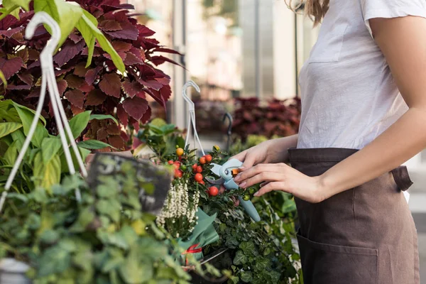 Cropped image of florist cutting plant with pruner near flower shop — Stock Photo