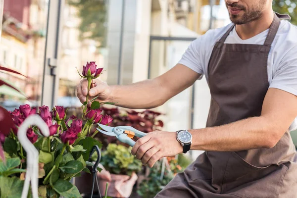 Abgeschnittenes Bild eines Blumenhändlers, der Burgunderrose mit Gartenschere in der Nähe eines Blumengeschäfts schneidet — Stockfoto