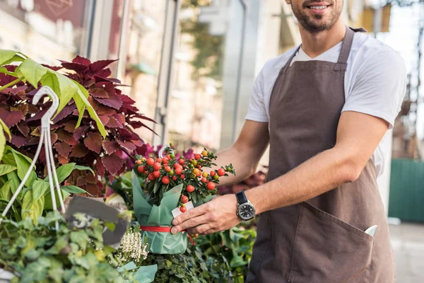 Обрізане зображення флориста, який бере горщики з червоними ягодами біля квіткового магазину — стокове фото