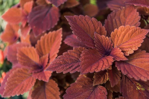 Beautiful bright orange and brown leaves at flower shop — Stock Photo