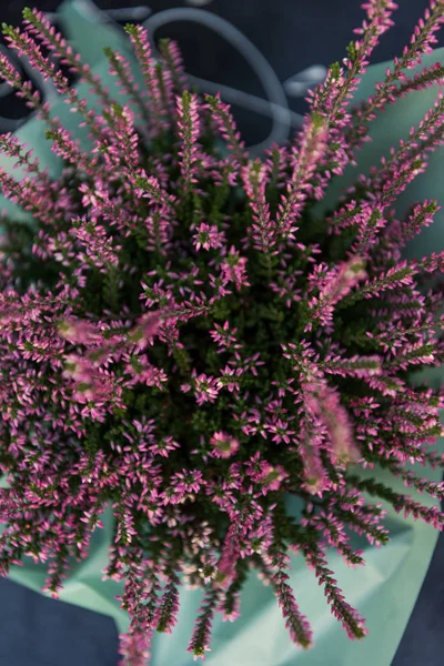 Top view of beautiful potted blooming salvia on table in flower shop — Stock Photo