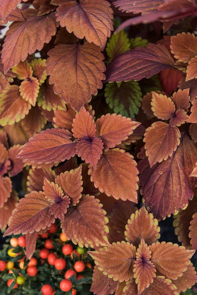 Top view of beautiful bright orange and brown leaves at flower shop — Stock Photo