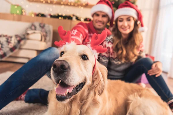 Pareja en suéteres de Navidad y sombreros de santa sentado con perro golden retriever en cuernos de ciervo - foto de stock