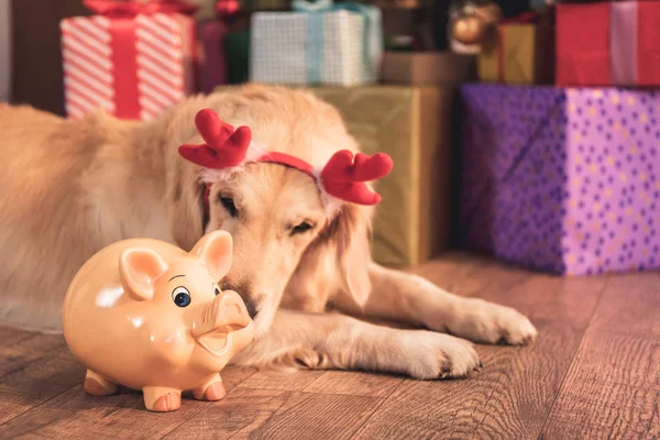 Golden retriever dog in deer horns lying with piggy bank near christmas presents — Stock Photo