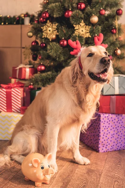 Golden retriever dog in deer horns sitting with piggy bank near christmas tree with presents — Stock Photo