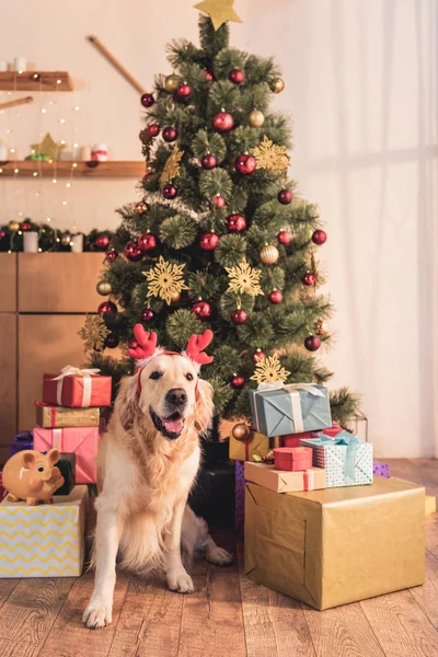 Golden retriever dog in deer horns sitting near christmas tree with gift boxes — Stock Photo